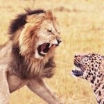lion vs cheetah meme