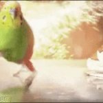 Parrot leaving explosion GIF meme