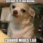 Frustrated Chihuahua | SER ADULTO ES UNA MIERDA.... CUANDO MIDES 1,60 | image tagged in frustrated chihuahua | made w/ Imgflip meme maker