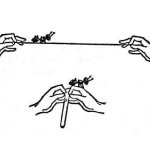 ant on a string