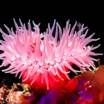 Forget humanity: Sea Anenome