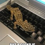Gek | WHEN YOU REALLY NEED TO DO YOUR SCHOOLWORK; BUT A GECKO IS IN THE WAY AND YOU DONT WANNA MOVE IT | image tagged in leopard gecko named lana | made w/ Imgflip meme maker