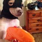 robber dog