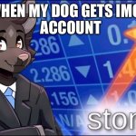 Bork | ACCOUNT; ME WHEN MY DOG GETS IMGFLIP | image tagged in furry stonks | made w/ Imgflip meme maker