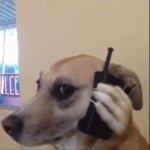 Dog with phone