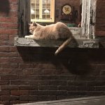 Cat at Night Sitting on Windowsill