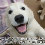 Bad Dad Joke April 8 2021 | MY LAB SLIPPER HER COLLAR, BUT I DIDN'T HAVE TO RETRIEVER. | image tagged in excited labrador | made w/ Imgflip meme maker