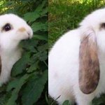 Bunny Biting Leaf