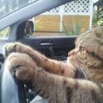 Driving cat