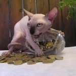 Cat Hoarding Coins