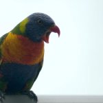 Covid Parrot