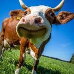happy cow meme
