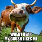 happy | WHEN I HEAR MY CRUSH LIKES ME | image tagged in happy cow | made w/ Imgflip meme maker