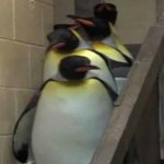 Penguins going to principal office meme