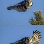 Howdy Owl meme