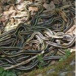  meme
