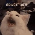 White cat meowing meme 2 GIF Template