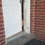 Cats answering the door