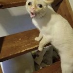 cat coughing