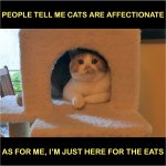 CATS ARE AFFECTIONATE? meme