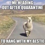 ChonkynAlpaca | ME HEADING OUT AFTER QUARANTINE; TO HANG WITH MY BESTIE | image tagged in chonkynalpaca | made w/ Imgflip meme maker