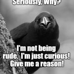 Why Raven | Seriously, Why? I'm not being rude.  I'm just curious!  Give me a reason! | image tagged in why raven | made w/ Imgflip meme maker
