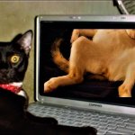 Kitty porn
