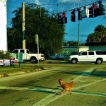why did chicken cross the road