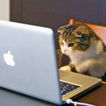 Cat laptop meme