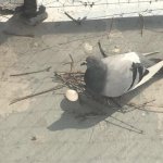 Pigeon nest