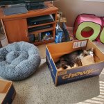 Gordie cat bed