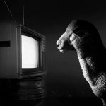 Sheeple watching TV meme