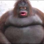 fat monkey meme