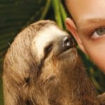 Whisper sloth tilted
