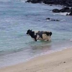 COW IN OCEAN DEEP THOUGHT COW