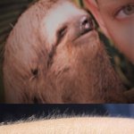 Whisper Goose Bumps Sloth