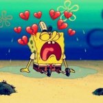 Saddo sponge temp