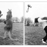 Photographer Getting Punched by a Kangaroo