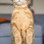 that cat meme | MY CAT REALIZING THAT HER KITTENS ARE GONE AND THE OWNERS GOT RICHER | image tagged in that cat meme | made w/ Imgflip meme maker
