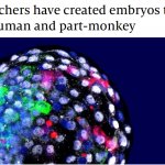 Humkey Embryo