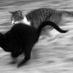 Cat chasing other cat motion blur b/w