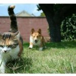 Corgi puppy chasing moody cat