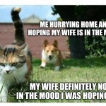 Corgi puppy chasing moody cat | ME HURRYING HOME AND HOPING MY WIFE IS IN THE MOOD. MY WIFE DEFINITELY NOT IN THE MOOD I WAS HOPING FOR. | image tagged in corgi puppy chasing moody cat | made w/ Imgflip meme maker