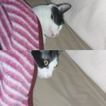 What!? Cat meme