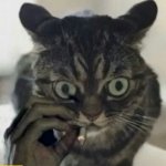 Smoking cat looks like Matthew Mcconaughey meme