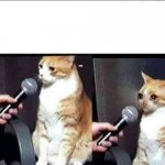 sad cat interview | image tagged in sad cat interview | made w/ Imgflip meme maker
