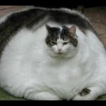 Fat dang cat meme