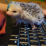 Angry Internet Hedgehog