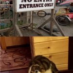 Cat think | image tagged in cat think | made w/ Imgflip meme maker