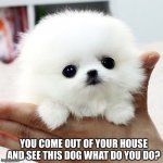 cute animal | YOU COME OUT OF YOUR HOUSE AND SEE THIS DOG WHAT DO YOU DO? | image tagged in cute animal | made w/ Imgflip meme maker